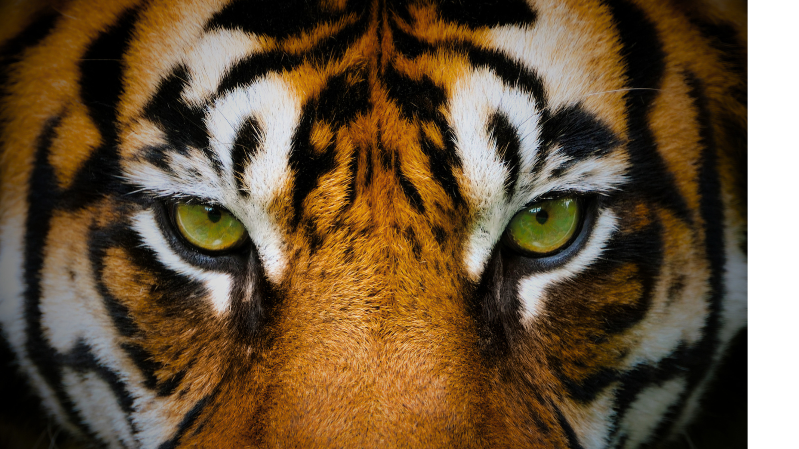 Stress is like being chased by a tiger like the ones shown here